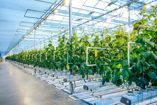 Green crop in modern greenhouse — Stock Photo, Image