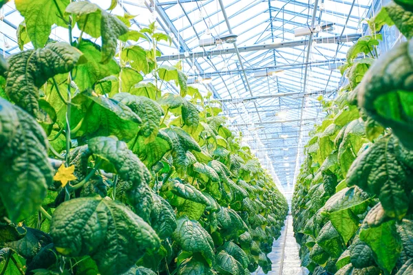 Yeşil ürün modern sera içinde