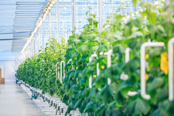 Green crop in modern greenhouse — Stock Photo, Image
