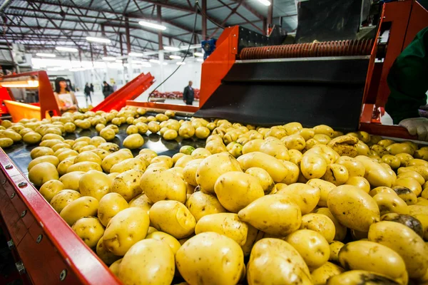 Russia, Omsk - September 26, 2014: vegetable factory — Zdjęcie stockowe