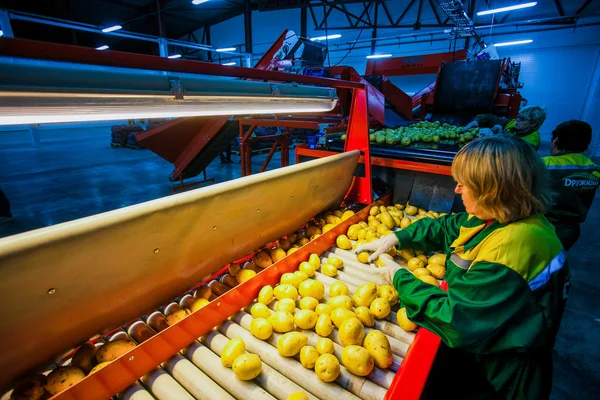 Russia, Omsk - September 26, 2014: vegetable factory — Zdjęcie stockowe