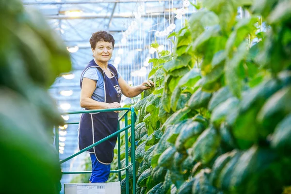 Russia, Omsk - September 26, 2014: green crop in greenhouse — Zdjęcie stockowe