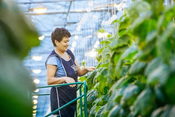 Russia, Omsk - 26 settembre 2014: raccolto verde in serra — Foto Stock