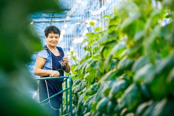Russia, Omsk - September 26, 2014: green crop in greenhouse — Stock Photo, Image