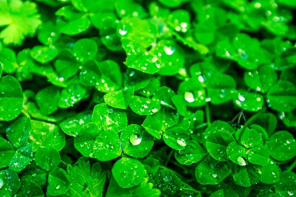 Зелене покриття фонового листя рослини dewy — стокове фото