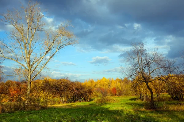 Осінній пейзаж з зеленою травою — стокове фото