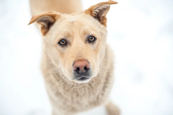 Porzucony pomarańczowy pies w pobliżu szalotki — Zdjęcie stockowe