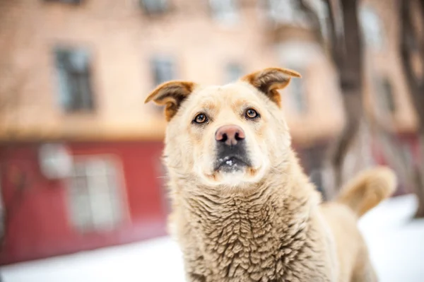 Närbild hemlös hund porträtt — Stockfoto