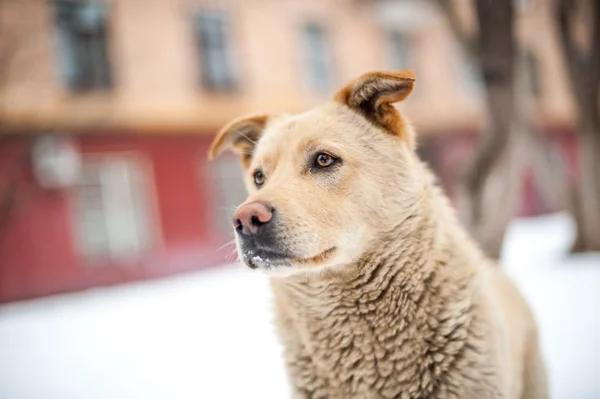 Närbild hemlös hund porträtt — Stockfoto