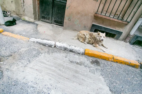 Katzen und Hund liegen auf der Straße — Stockfoto