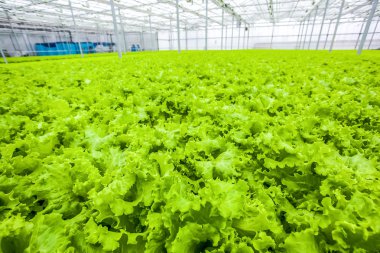 Büyük miktarda salata, organik yiyecekler.