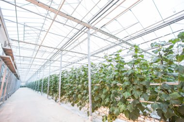 Salatalık bitkiler hattı