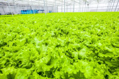 Büyük miktarda salata, organik yiyecekler.