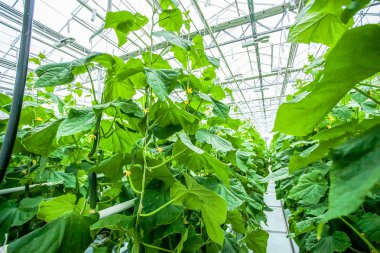 Kadar salatalık fabrikayı kapatma