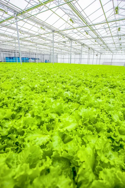 Close up lettuce field - green organic food — Stock Photo, Image