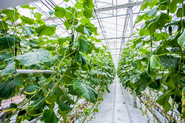 Cucumber green plantation — Stock Photo, Image