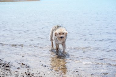 Su içinde kalan evsiz sigara safkan köpek