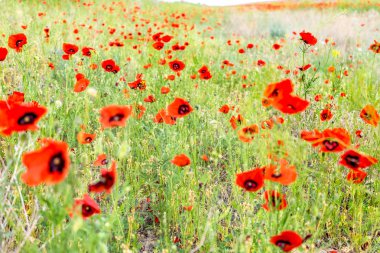 Kırmızı çiçek büyük alan