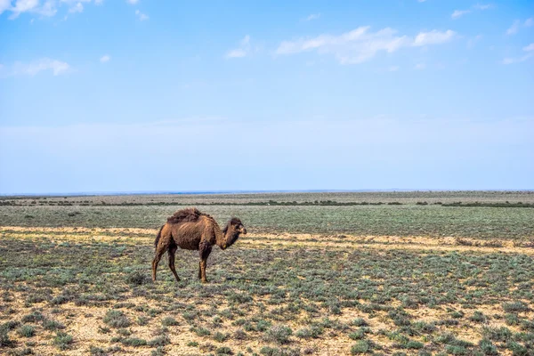 Camelo hospedado no deserto de esfoliação — Fotografia de Stock
