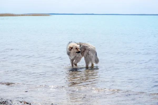 Hajléktalan kutya fog úszni a folyóba — Stock Fotó