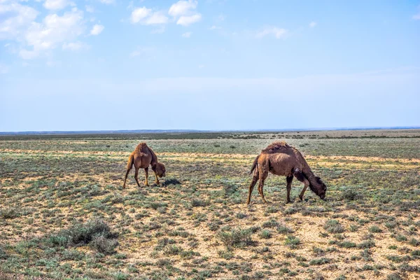 Dos camellos comiendo en el desierto de matorrales — Foto de Stock