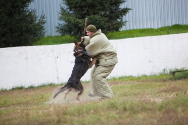 Omsk, Rusya - 22 Ağustos 2014: Köpek Merkezi eğitim