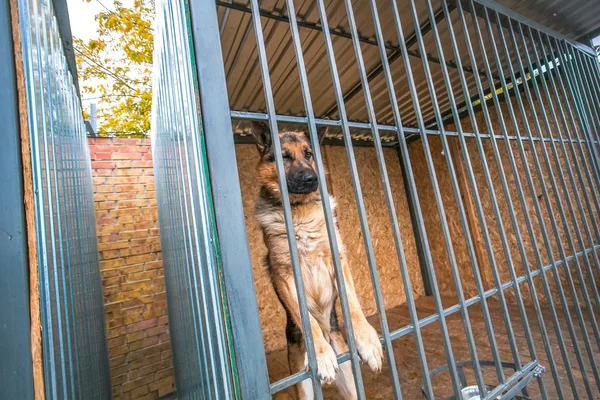 shepherd military dog in the pound