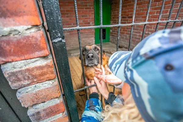 Las mujeres acariciando extraviado el pastor militar perro — Foto de Stock