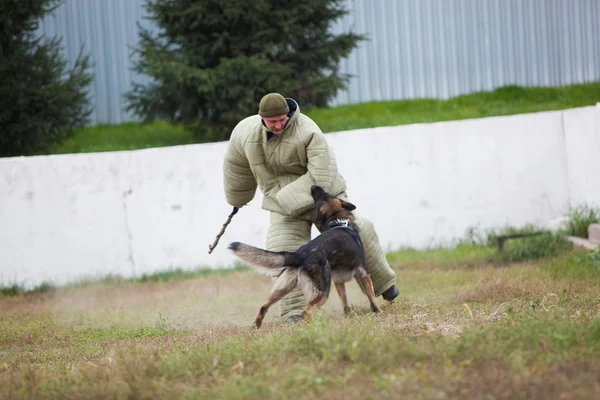 Omsk, russland - 22. august 2014: training im hundezentrum — Stockfoto