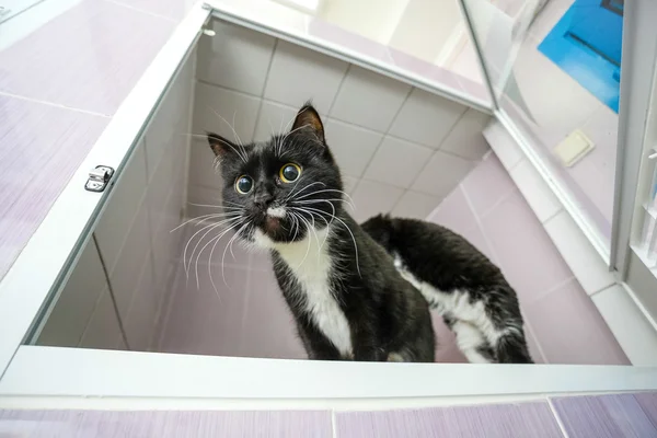 Abandoned cat looking forward at animal shelter — Stock Photo, Image