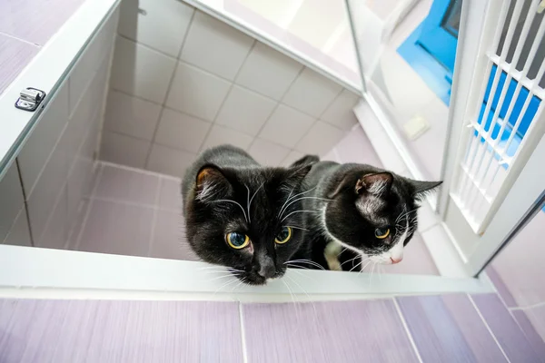 Cats looking downstairs at animal shelter — Stock Photo, Image