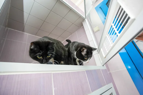 Cats in the opened crate at animal shelter — Stock Photo, Image