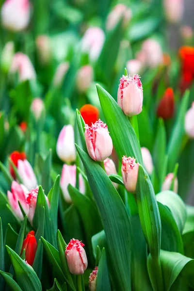 Tulipes dans une serre . — Photo