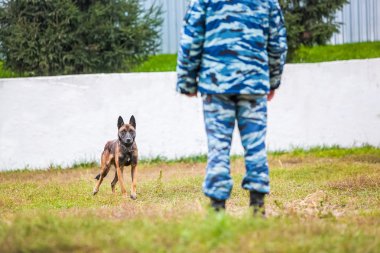 Askeri Alman çoban hazır için