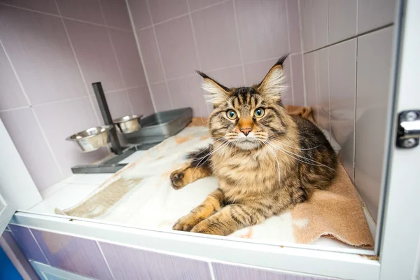 terk edilmiş kedi glassify kafeste döşeme