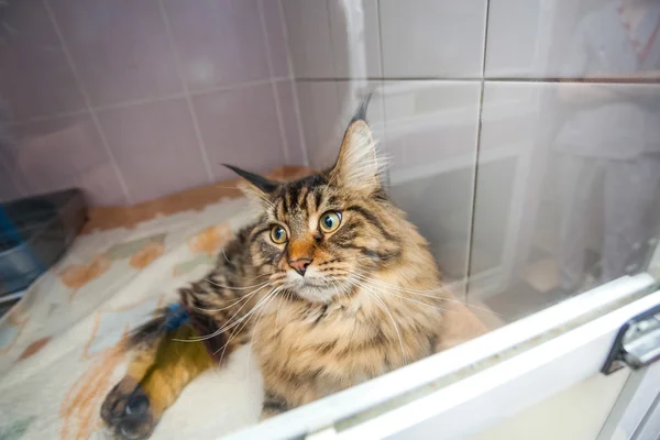 Cat abandoned in the glassify cage at animal shelter — Stock Photo, Image