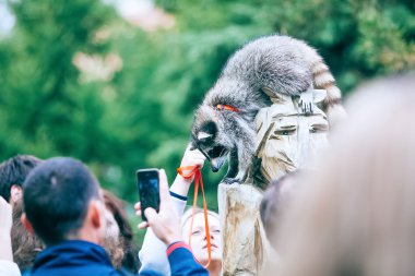 Omsk, Rusya - 7 Eylül 2014: Rakunlar gün şehir Festivali