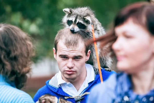 Omsk, Rusya - 7 Eylül 2014: Rakunlar gün şehir Festivali