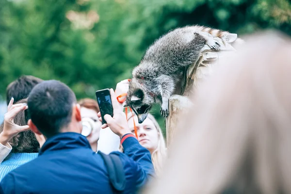 オムスク、ロシア - 2014 年 9 月 7 日: アライグマ市祭 — ストック写真