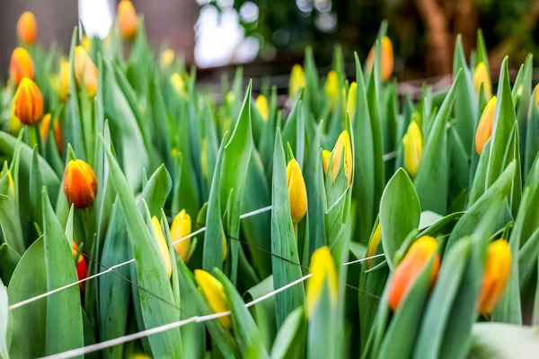 Culture industrielle de tulipes de fleurs en grande serre — Photo