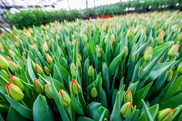 Culture industrielle de tulipes de fleurs en grande serre — Photo