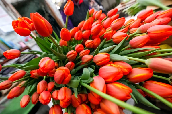 Groupe de tulipes rouges — Photo