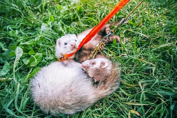 Dos mapaches caseros con correa juegan en hierba verde —  Fotos de Stock