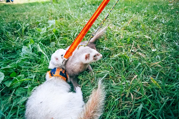 Dos mapaches caseros con correa juegan en hierba verde — Foto de Stock