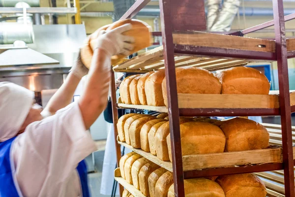 factory worker puts bread on the shelves