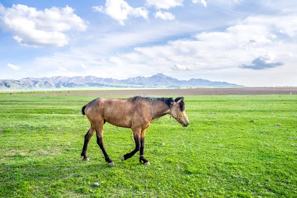 Un caballo camina — Foto de Stock