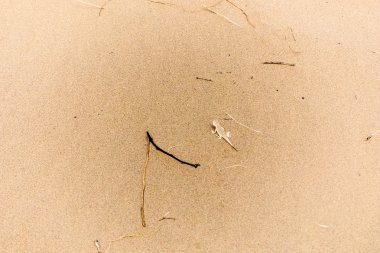 kum üzerinde küçük kertenkele