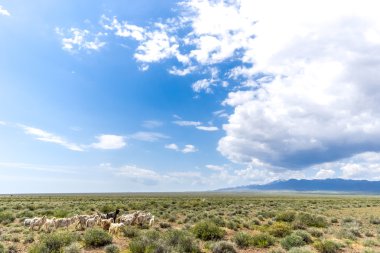 koyun ve keçi Prairie bush ile yürüyüş