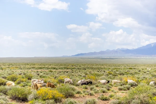 Cabras pastan sobre un fondo de montañas — Foto de Stock