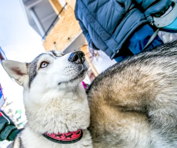 Husky, télen a háttérben az emberek — Stock Fotó